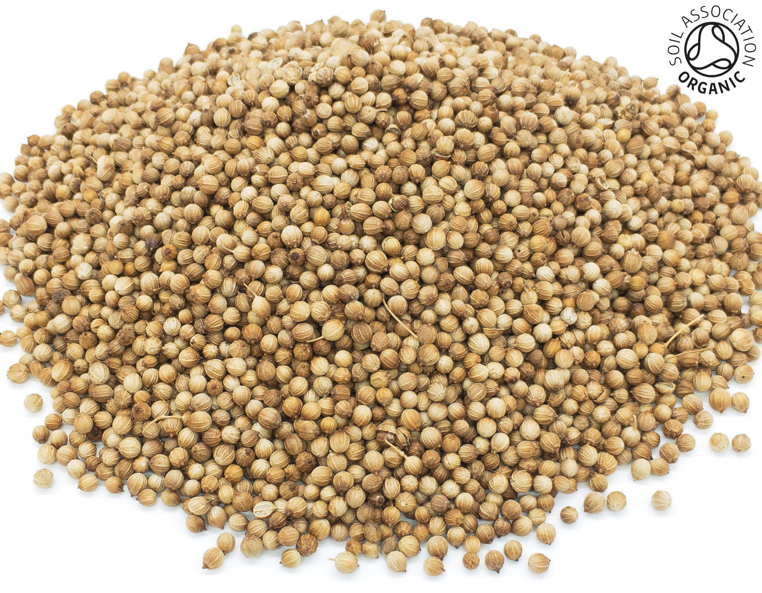 A small pile of dried, whole, organic coriander seeds, on a white background with the Soil Association Organic Logo in the top right corner
