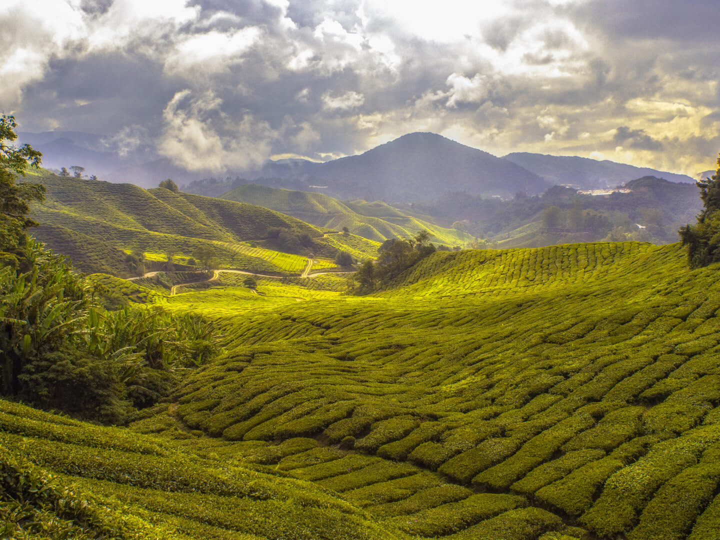 Green tea plantation with mountains in the background and a cloudy sky