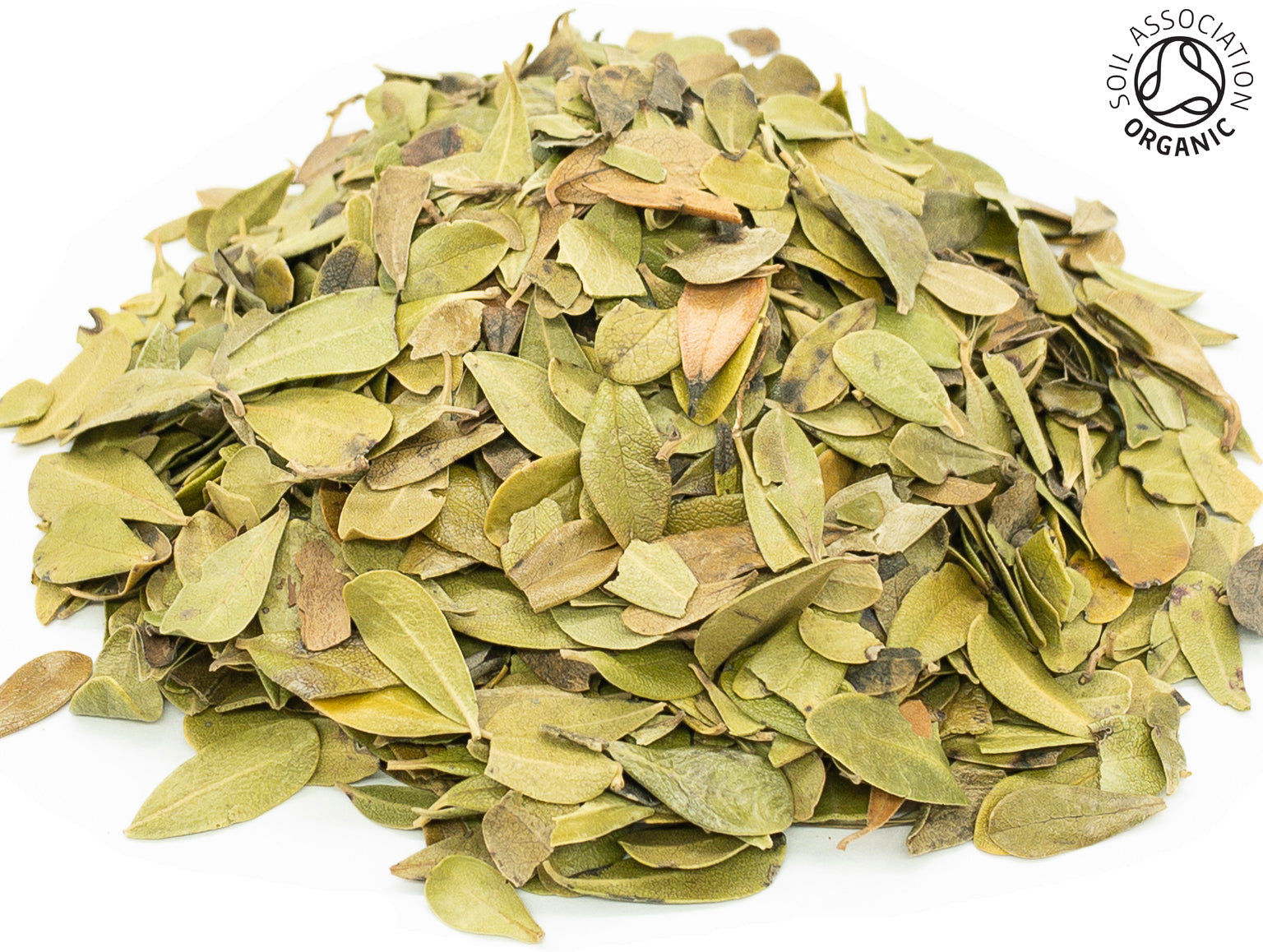 A small pile of cut and whole, dried, organic, green bearberry/uva ursi leaves on a white background with the Soil Association Organic Logo in the top right corner